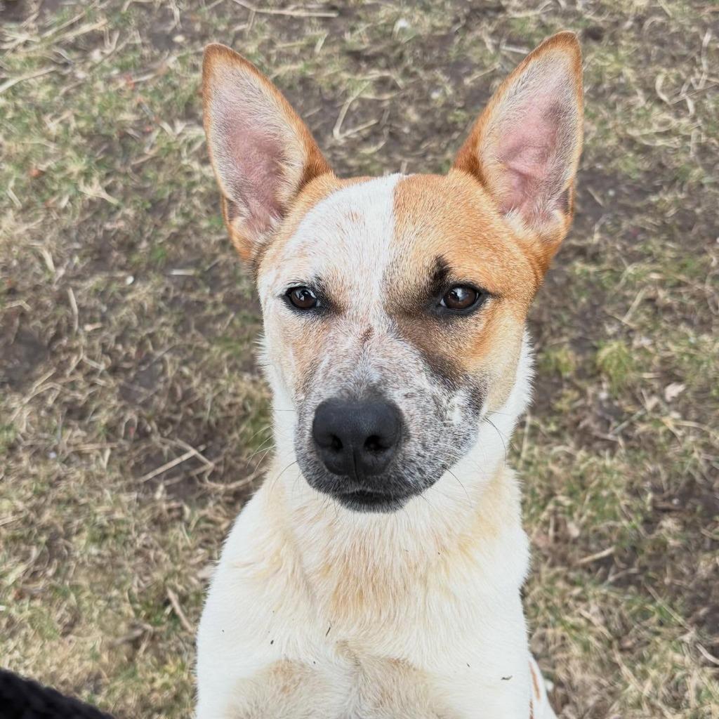 Enlarge Brumby, a Adoptable Cattle Dog in sun prairie, WI image 2/2