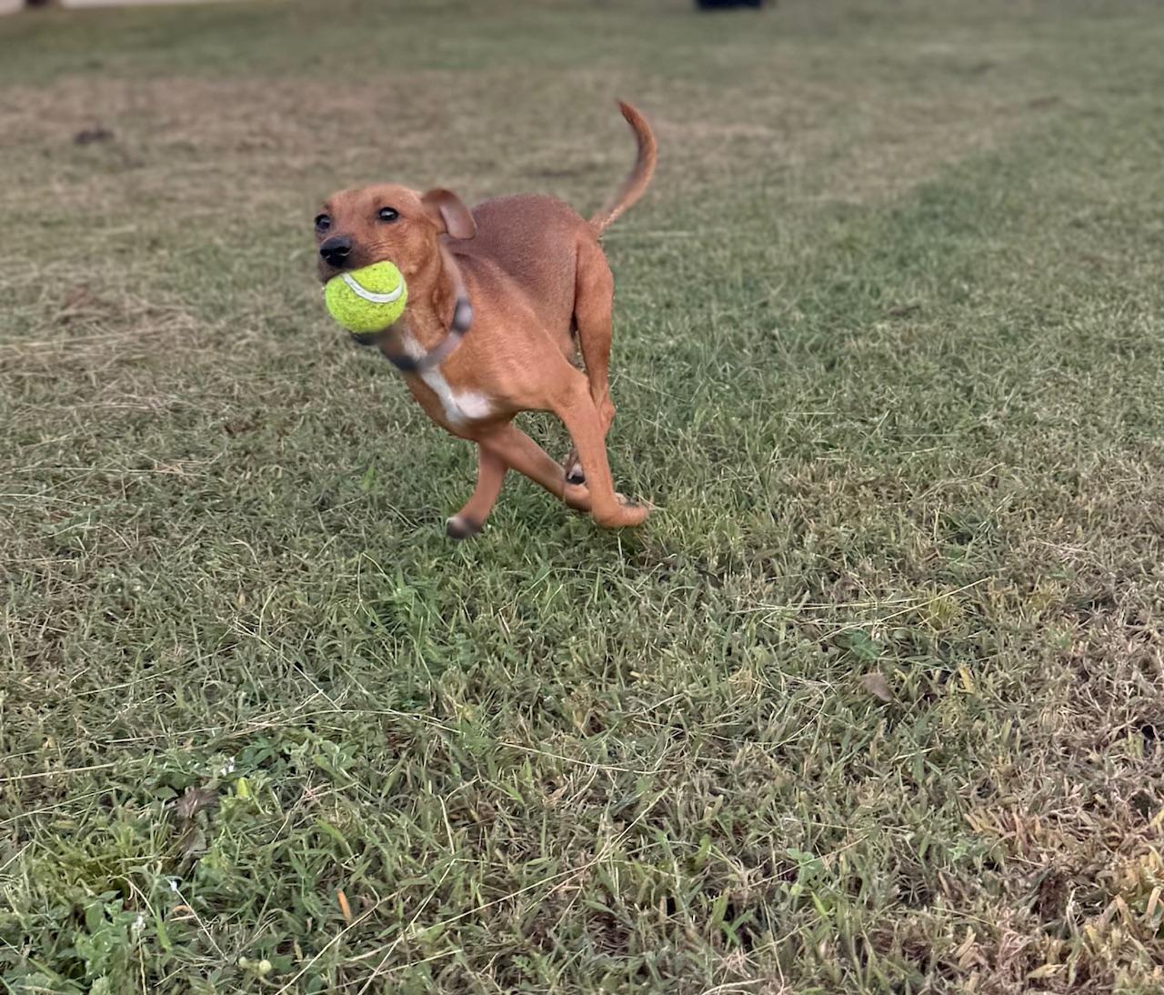 Kaia, Adopted, Young Female Miniature Pinscher & Chihuahua.