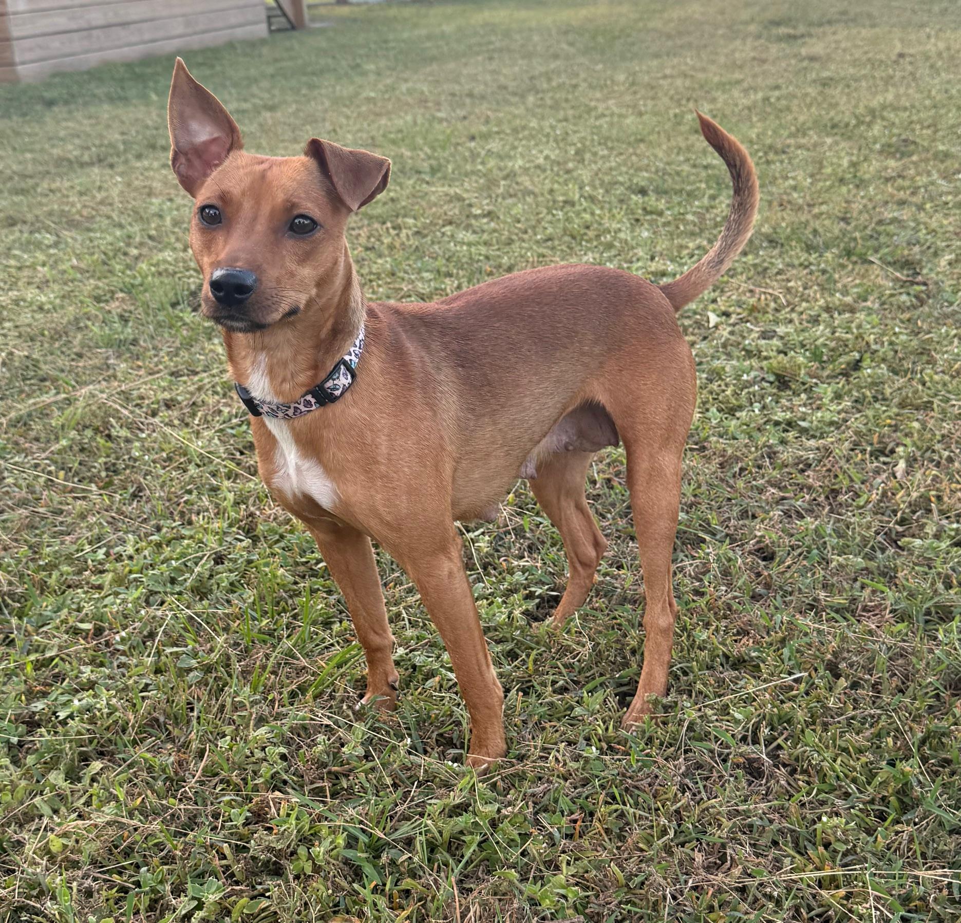 Kaia, a Adopted mixed breed in Jesup, GA image 2/4