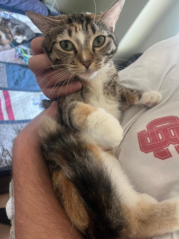 Burrito, a Adoptable Domestic Short Hair in Oceanside, CA image 4/5