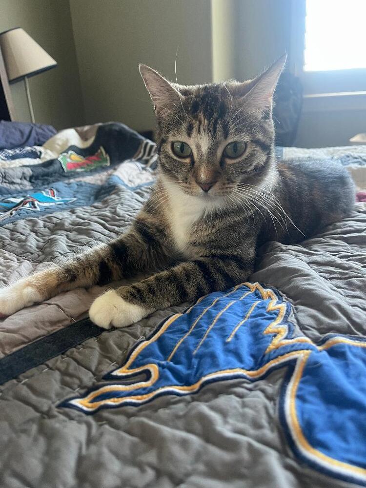 Burrito, a Adoptable Domestic Short Hair in Oceanside, CA image 2/5