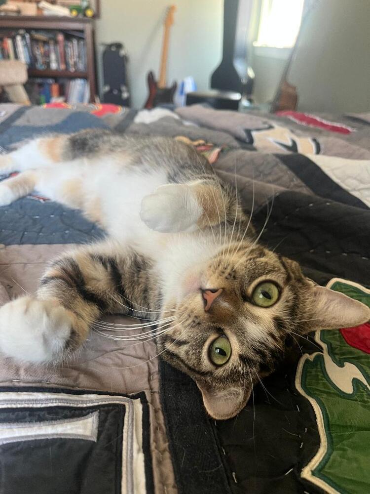 Burrito, a Adoptable Domestic Short Hair in Oceanside, CA image 5/5
