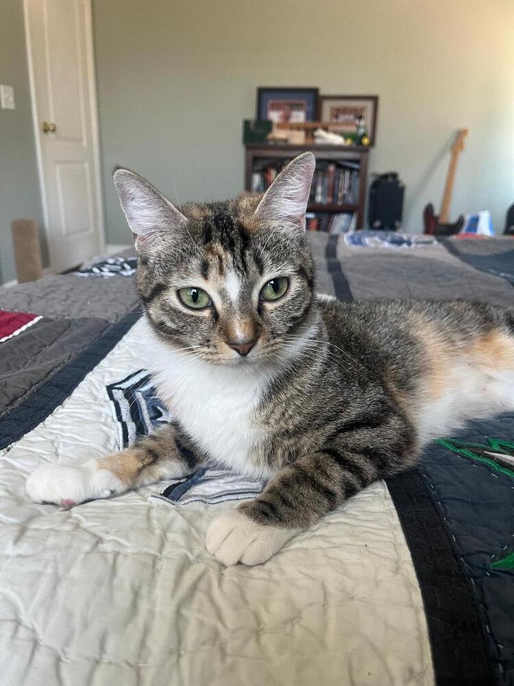 Burrito, Adoptable, Young Female Domestic Short Hair.