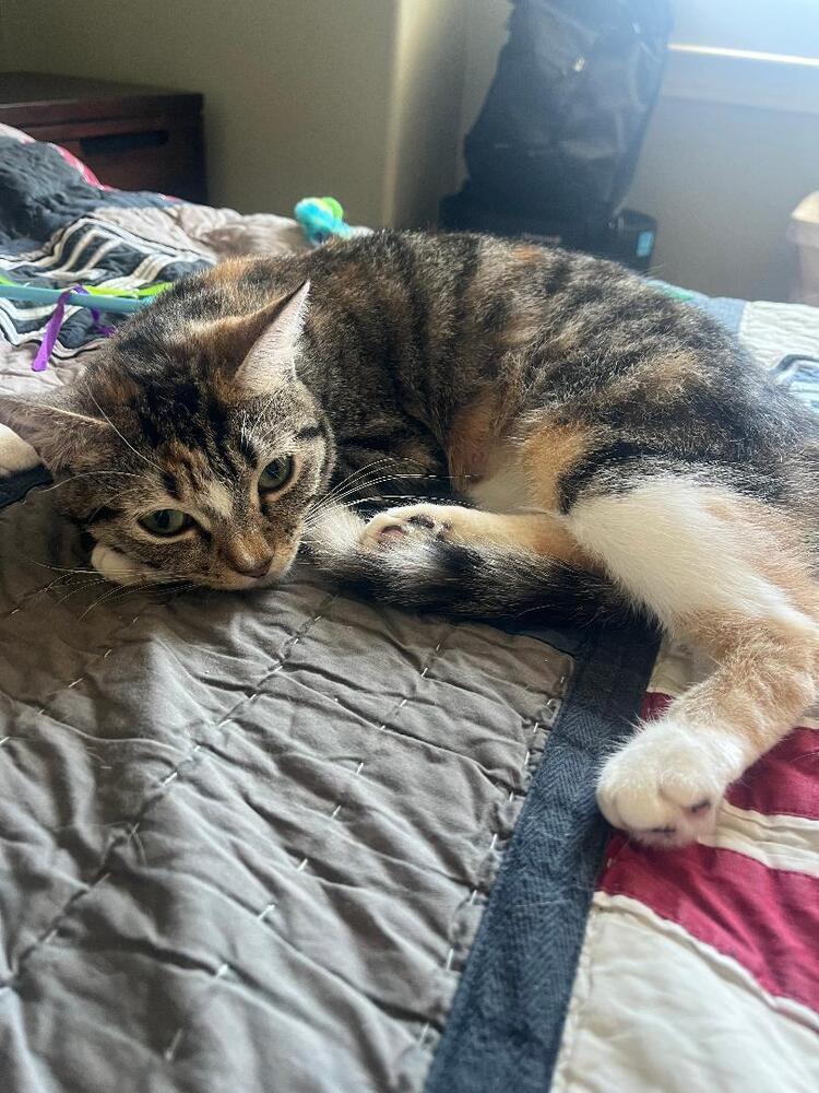 Burrito, a Adoptable Domestic Short Hair in Oceanside, CA image 3/5