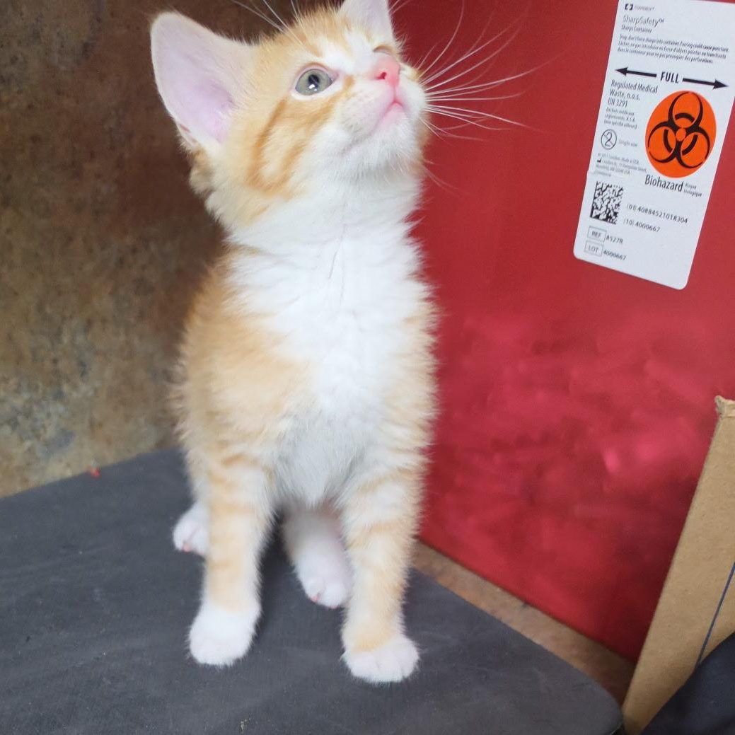 Wild Calla, adopted, Kitten Male Tabby.