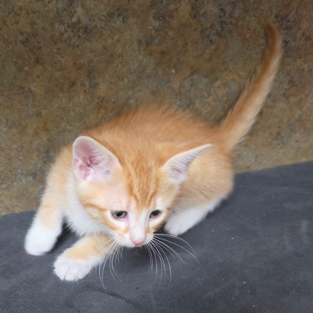 Wild Calla, an adopted Tabby in Clarksville, VA image 2/2