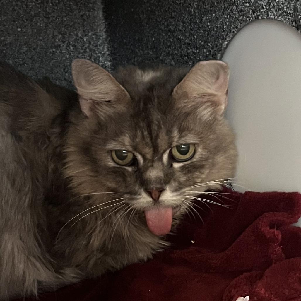 Grammy Apple Pie, Adoptable, Senior Female Domestic Medium Hair.