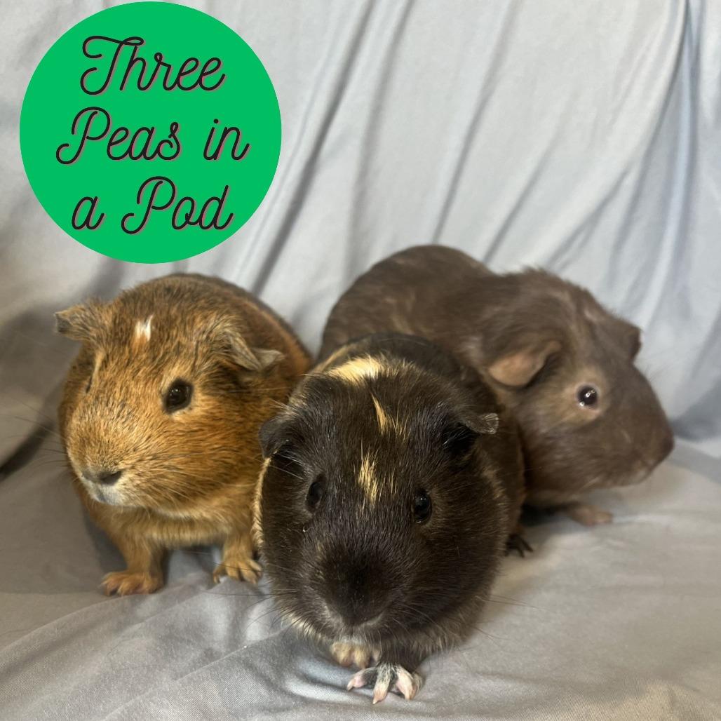 Enlarge Shiloh, a Adoptable Guinea Pig in Champaign, IL image 2/3