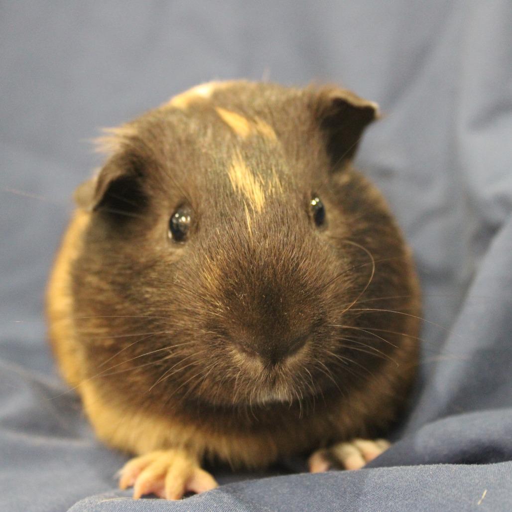 Enlarge Shiloh, a Adoptable Guinea Pig in Champaign, IL image 3/3