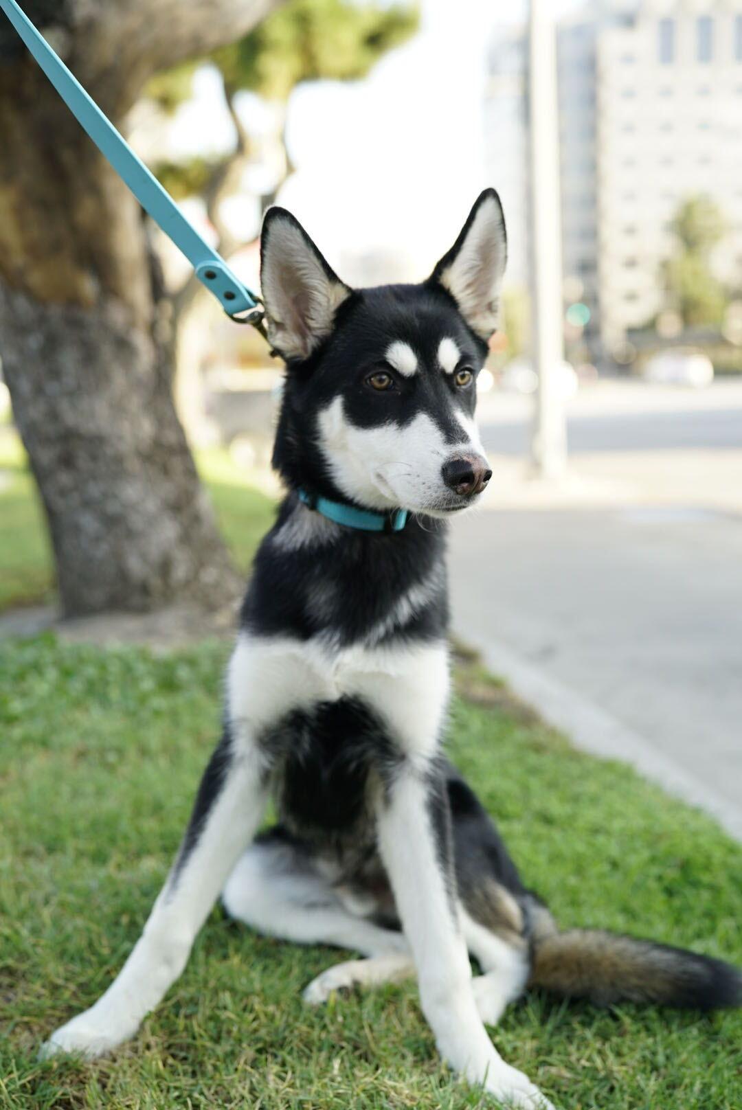 Scrappy, a Adoptable Husky in Pasadena, CA image 2/5