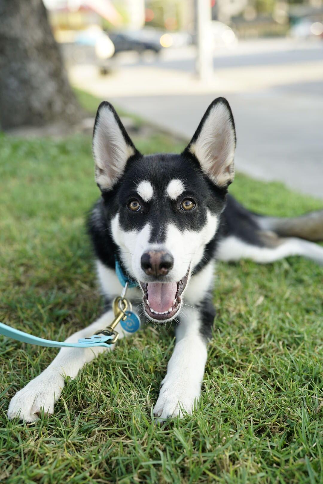 Scrappy, Adoptable, Puppy Male Husky.