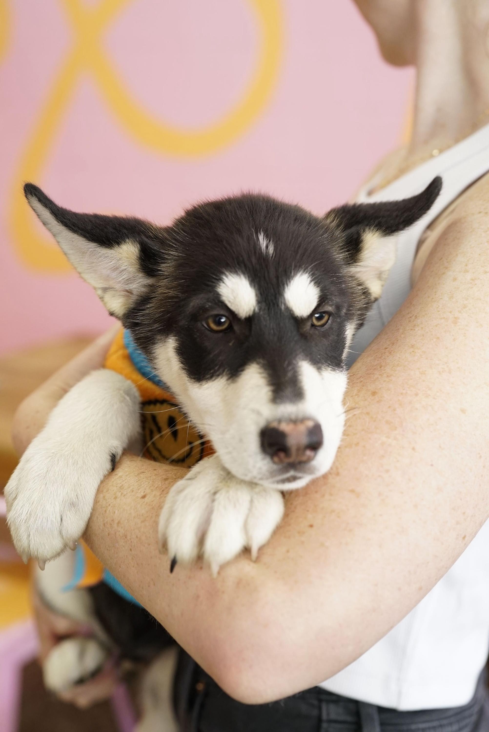 Scrappy, a Adoptable Husky in Pasadena, CA image 5/5