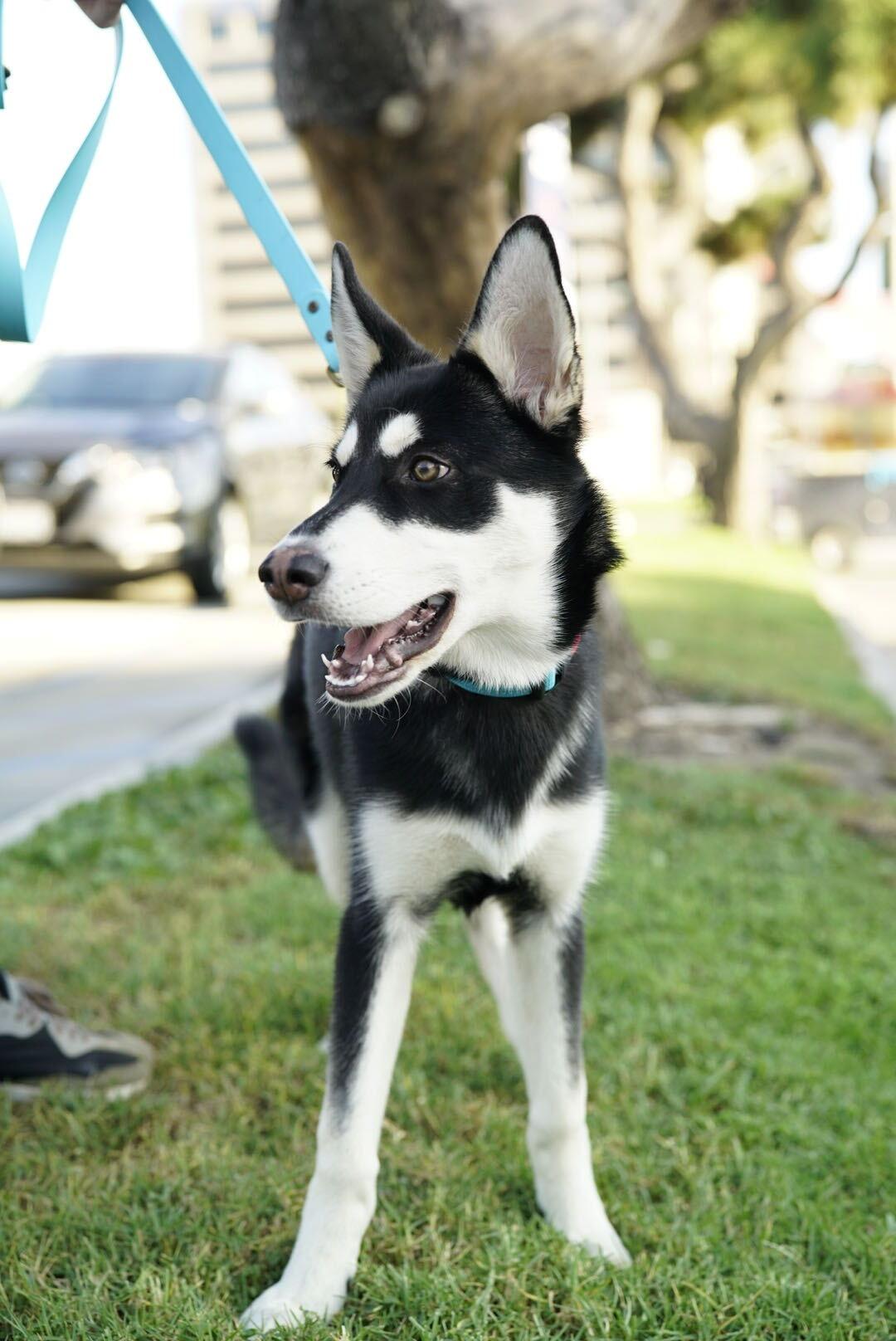 Scrappy, a Adoptable Husky in Pasadena, CA image 3/5