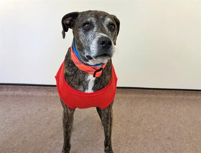 HANKLIN, Adoptable, Senior Male Pit Bull Terrier & Mixed Breed.