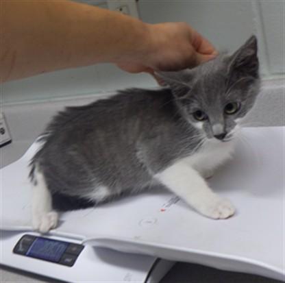 SOPHIE, Adoptable, Kitten Female Domestic Short Hair.