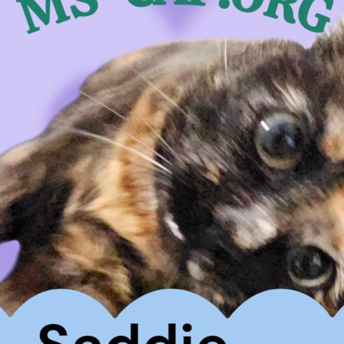 Enlarge Saddie Mc Lilabeth, a Adoptable Tortoiseshell in Biloxi, MS image 1/1
