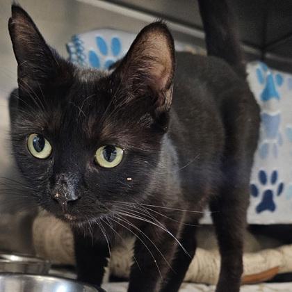 Enlarge Mary Jane, a Adoptable mixed breed in Scotia, NY image 2/2