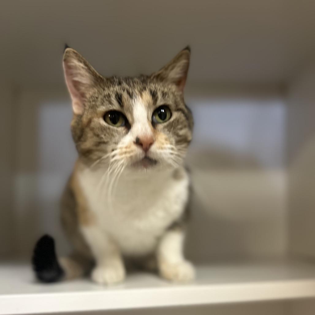 Enlarge Frannie, a Adoptable Domestic Short Hair in Troy, IL image 1/2