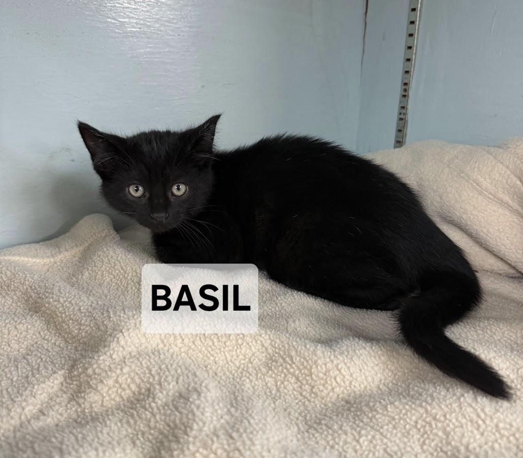 Basil