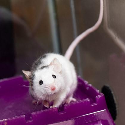 Hashbrown, Adoptable, Young Male Mouse & Mouse.