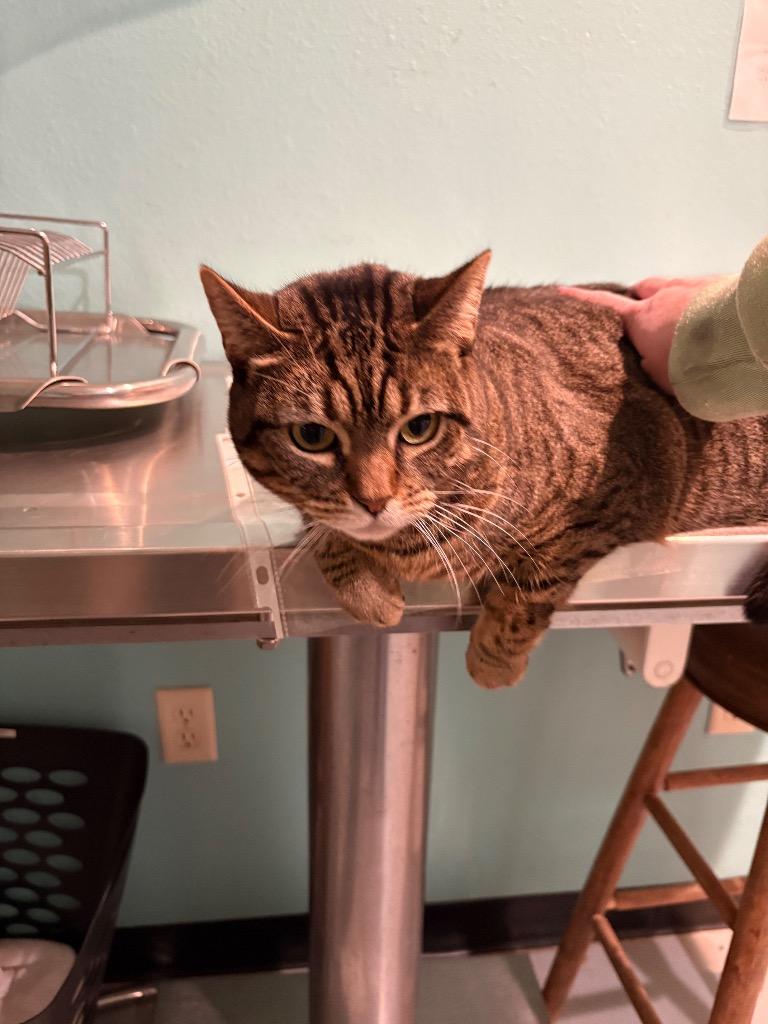 Widow, Adoptable, Adult Female Domestic Short Hair.