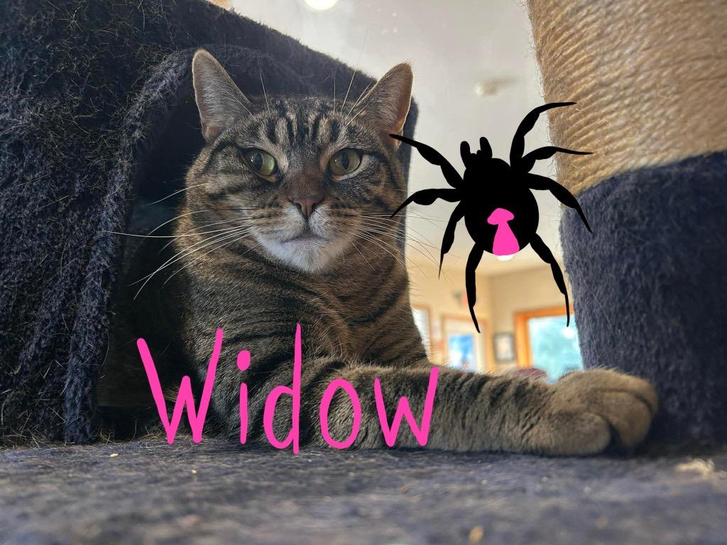 Enlarge Widow, a Adoptable mixed breed in Ashland, WI image 3/3