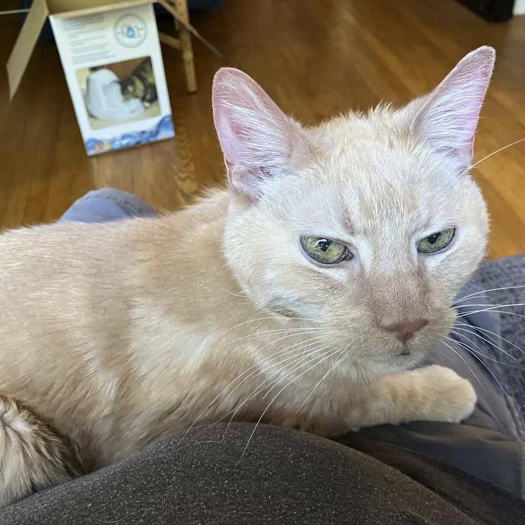 Enlarge Thumper (Special Needs), a Adoptable Domestic Medium Hair in Oak Park, IL image 1/6