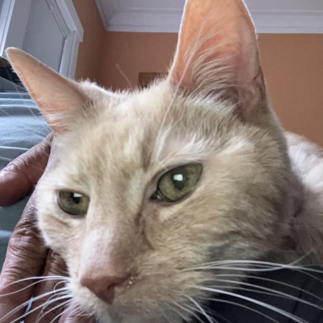 Enlarge Thumper (Special Needs), a Adoptable Domestic Medium Hair in Oak Park, IL image 2/6