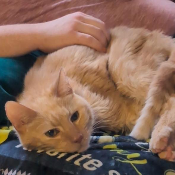 Enlarge Thumper (Special Needs), a Adoptable Domestic Medium Hair in Oak Park, IL image 3/6