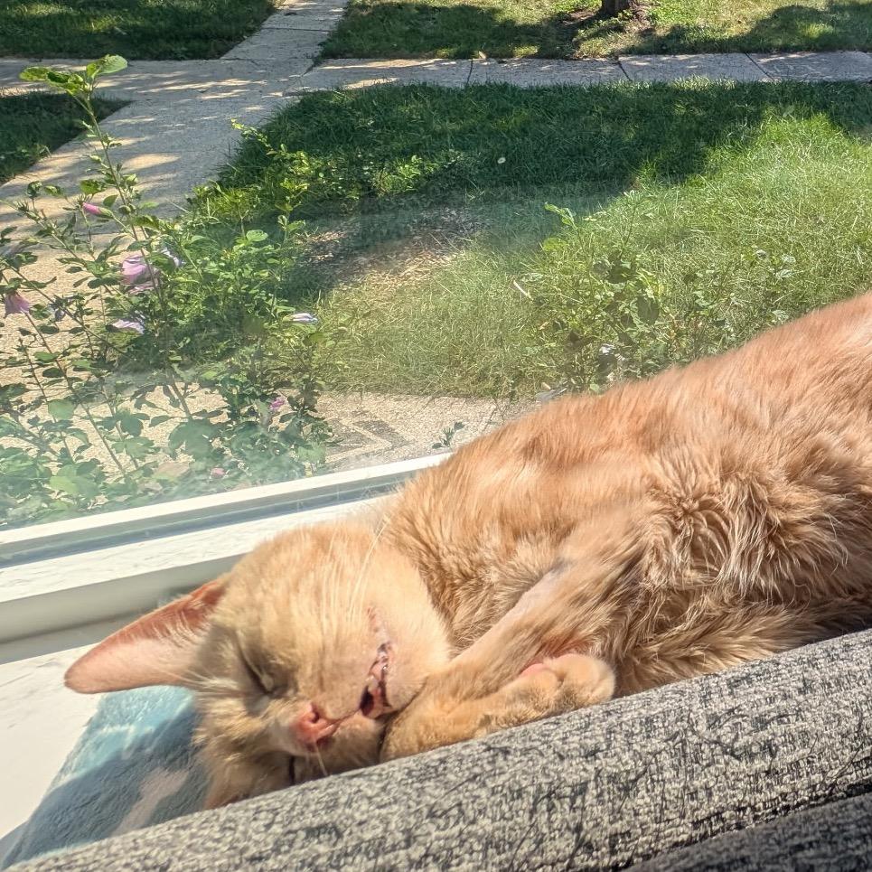 Enlarge Thumper (Special Needs), a Adoptable Domestic Medium Hair in Oak Park, IL image 4/6