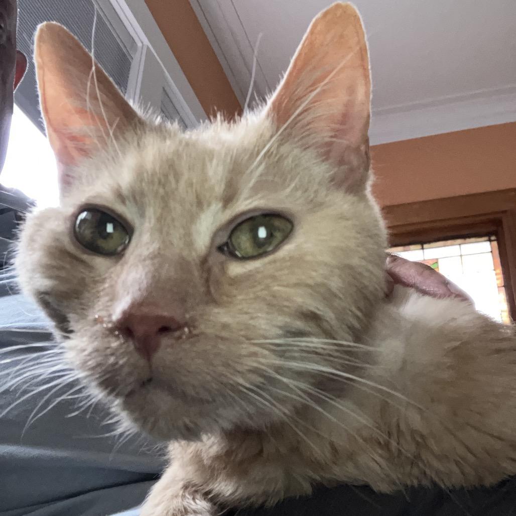 Enlarge Thumper (Special Needs), a Adoptable Domestic Medium Hair in Oak Park, IL image 5/6