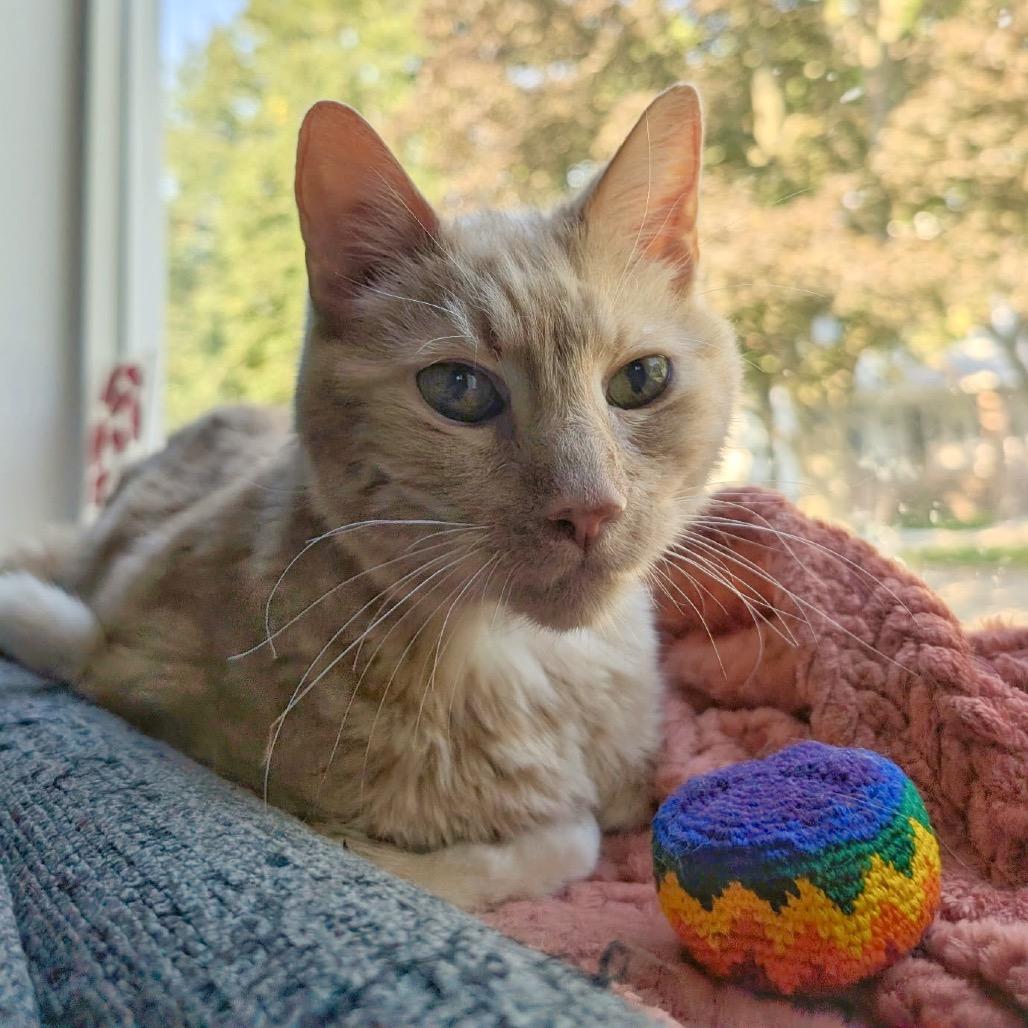 Enlarge Thumper (Special Needs), a Adoptable Domestic Medium Hair in Oak Park, IL image 6/6