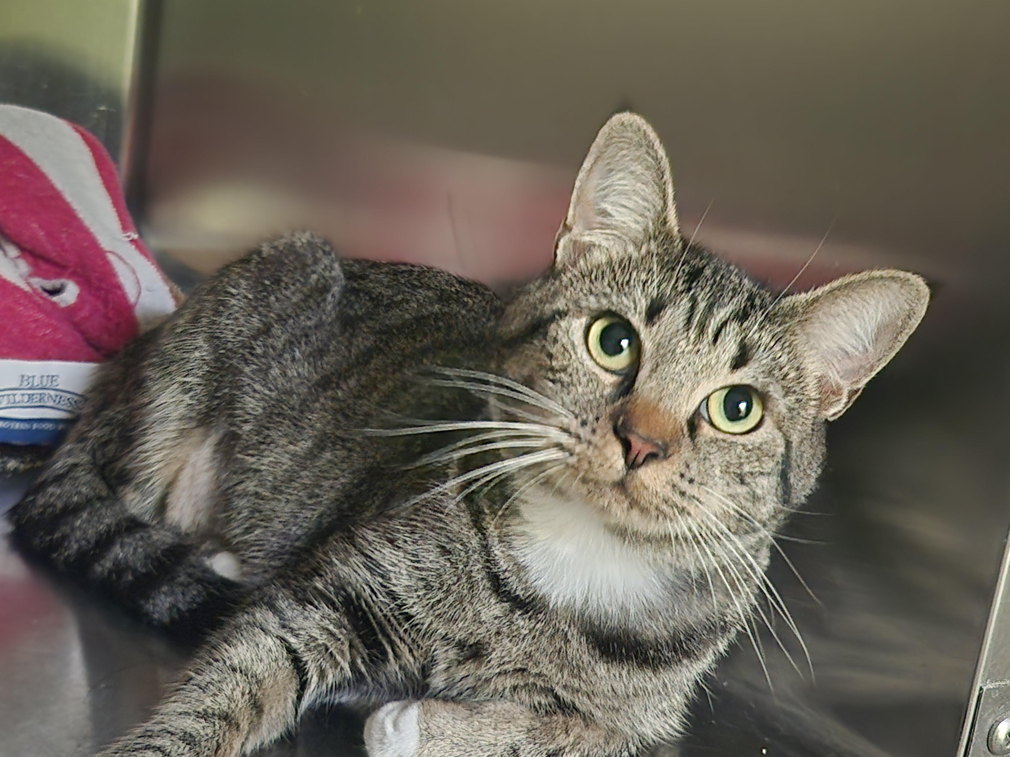 Elvira, Adult Female Domestic Short Hair