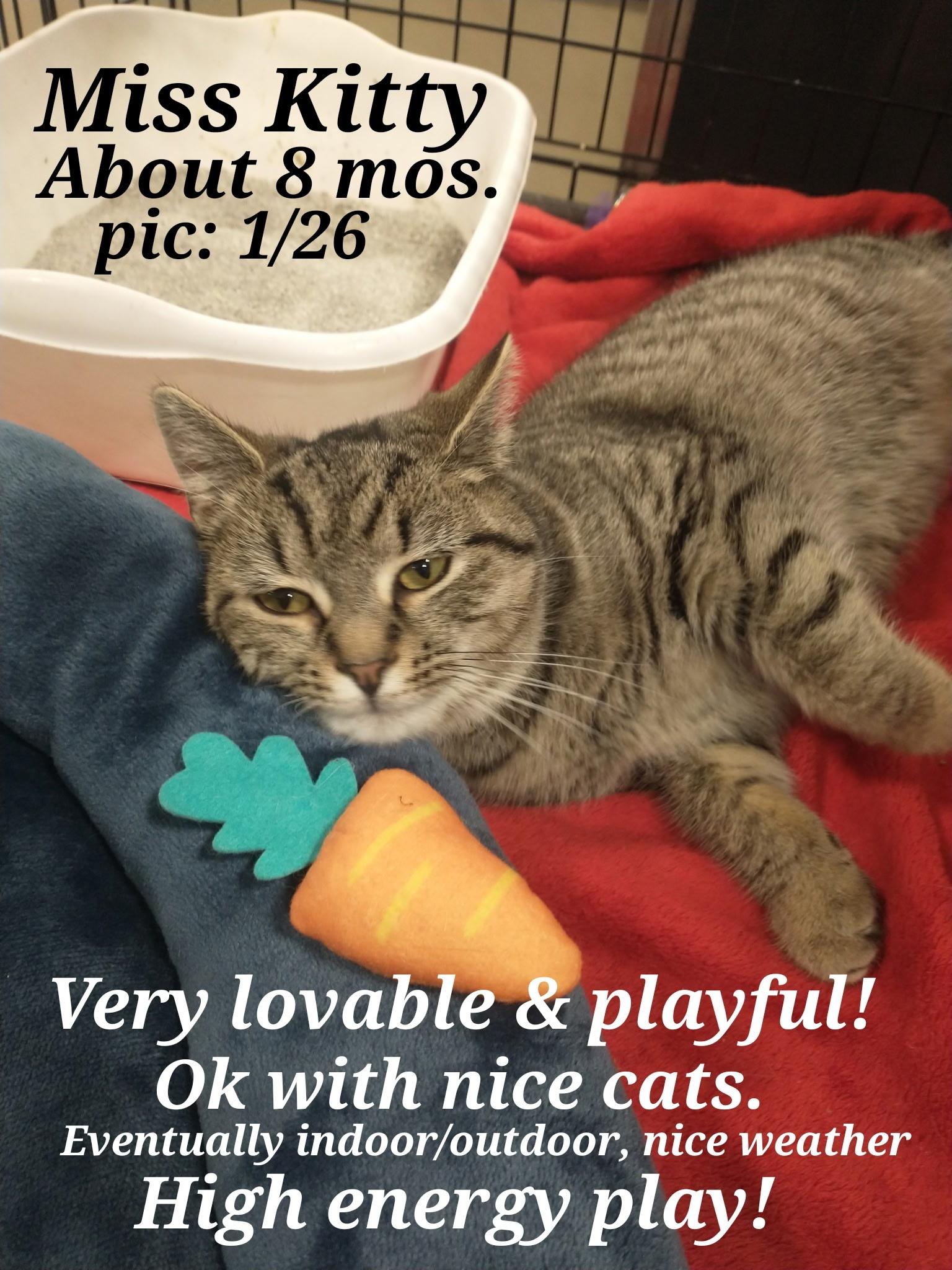 Enlarge Miss Kitty, a ADOPTABLE Tabby in Staunton, VA image 2/2