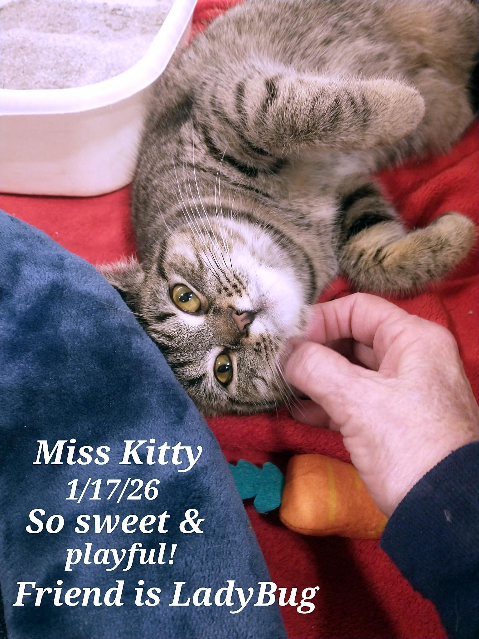 Miss Kitty, ADOPTABLE, Young Female Tabby.