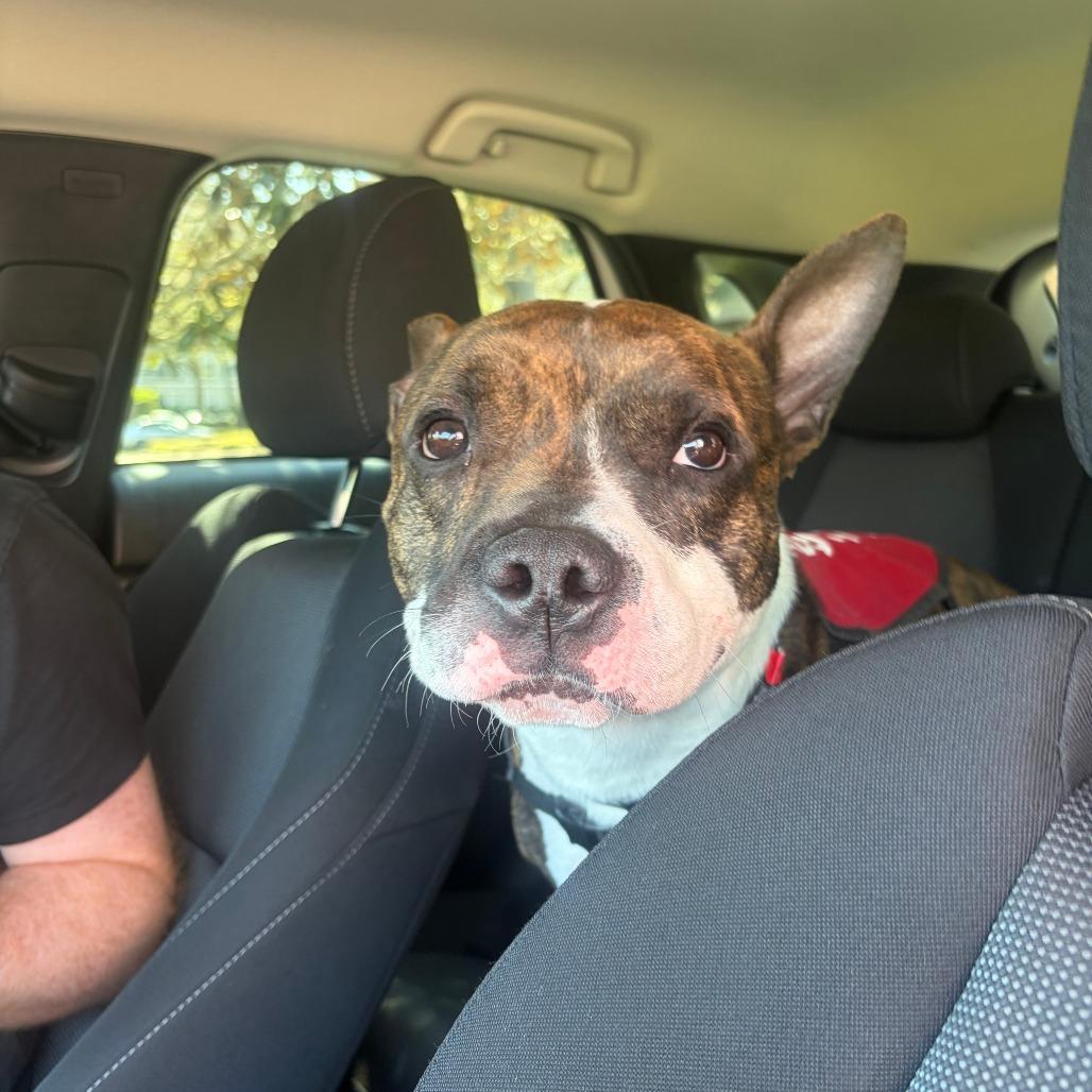 Knox, Adoptable, Adult Male Mixed Breed.