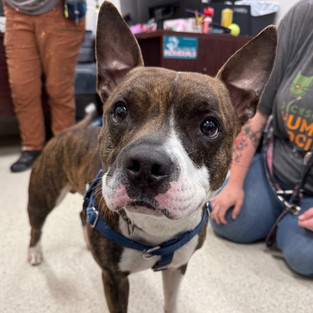 Enlarge Knox, a Adoptable Mixed Breed in Jacksonville, FL image 2/5