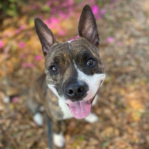 Enlarge Knox, a Adoptable Mixed Breed in Jacksonville, FL image 3/5