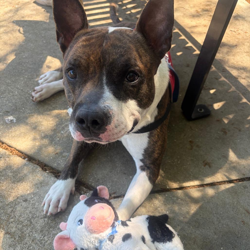 Enlarge Knox, a Adoptable Mixed Breed in Jacksonville, FL image 4/5