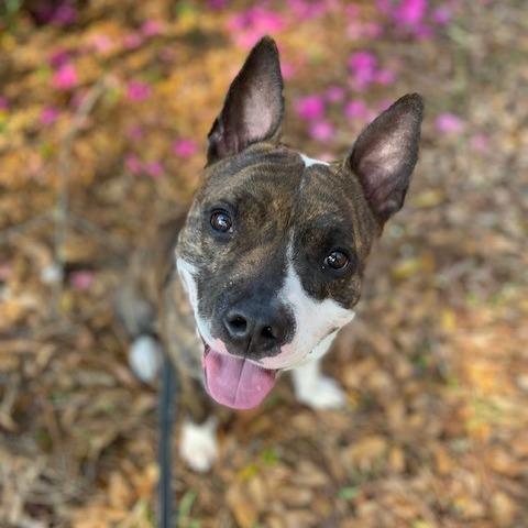 Enlarge Knox, a Adoptable Mixed Breed in Jacksonville, FL image 5/5