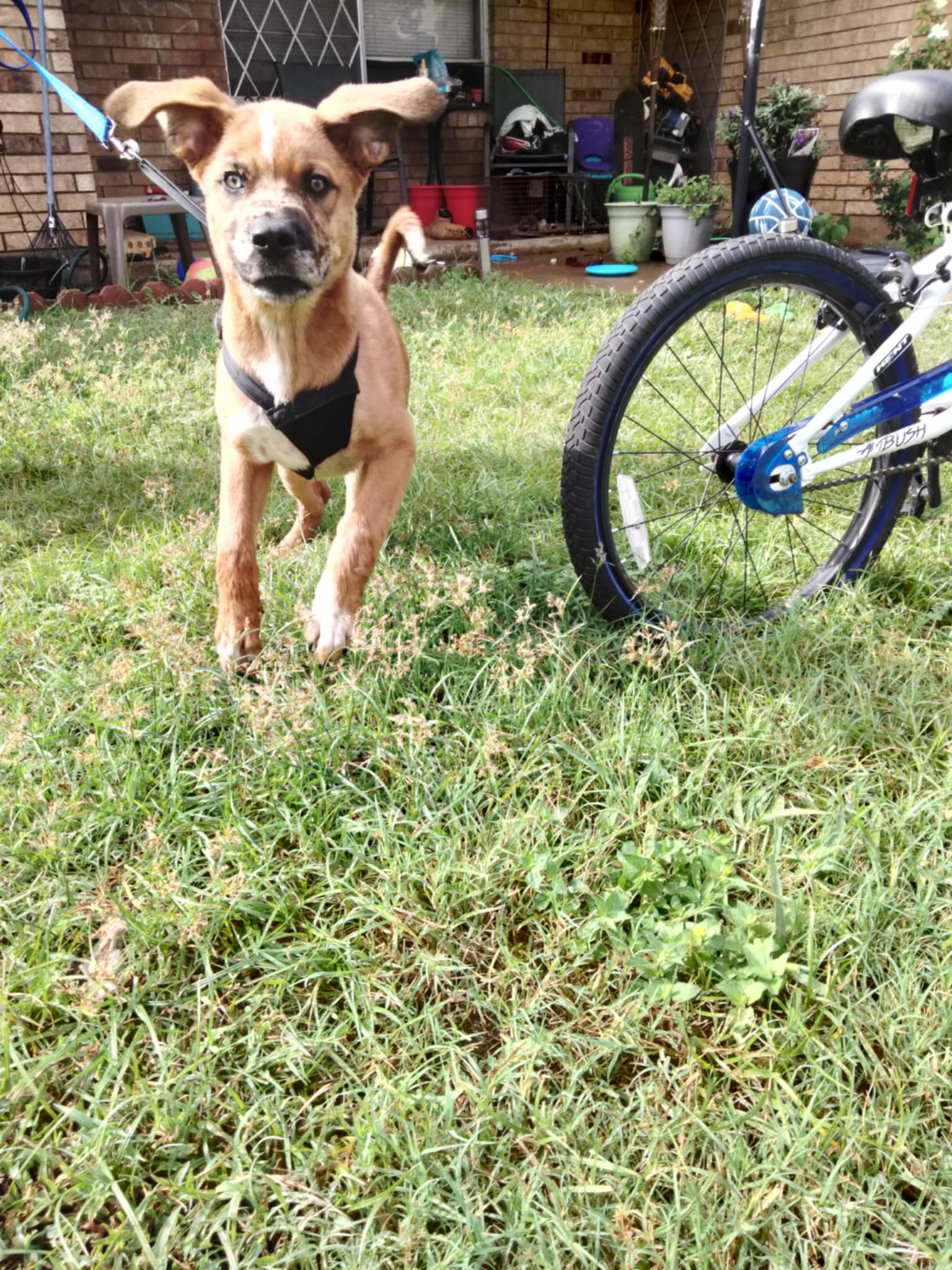 Enlarge Andy, a Adoptable mixed breed in Virginia Beach, VA image 1/3