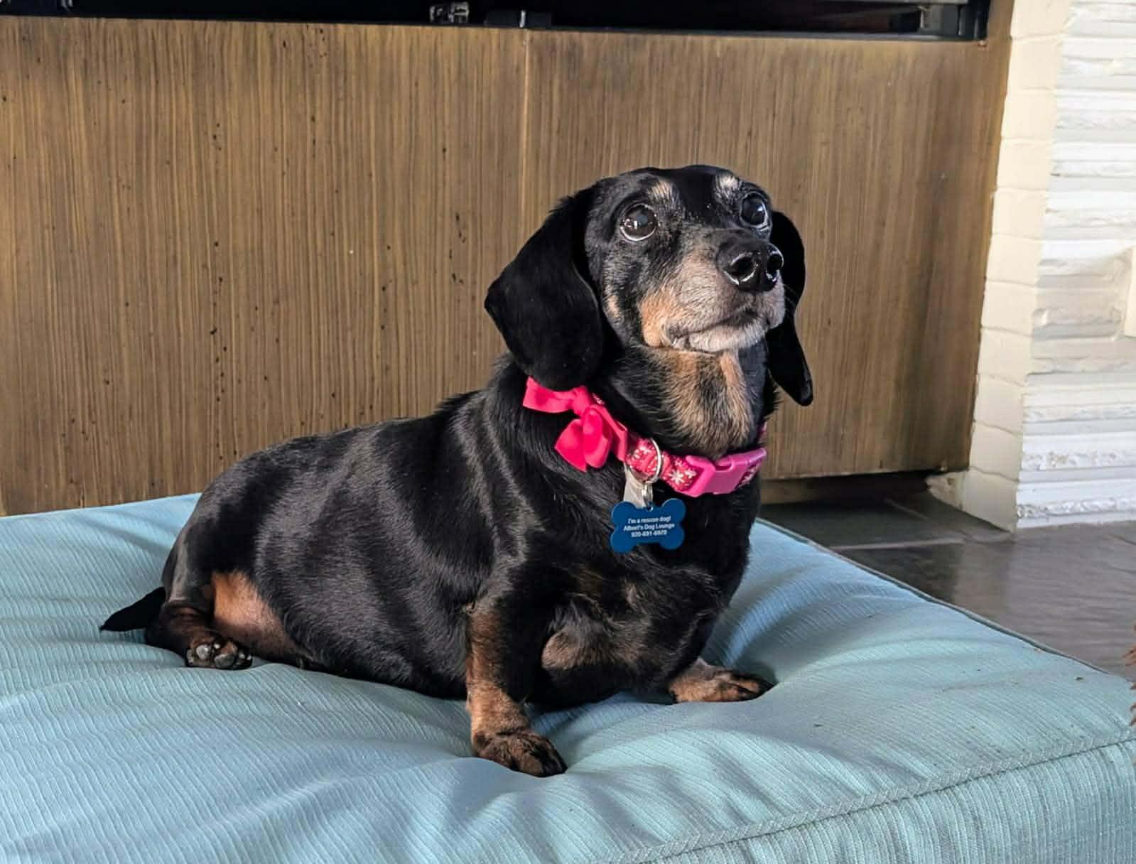 Enlarge Lilly, an adoptable Dachshund in Whitewater, WI image 3/5