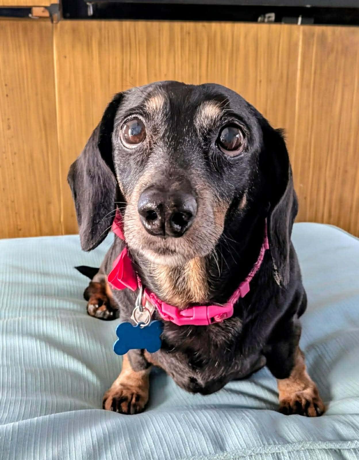 Enlarge Lilly, an adoptable Dachshund in Whitewater, WI image 5/5