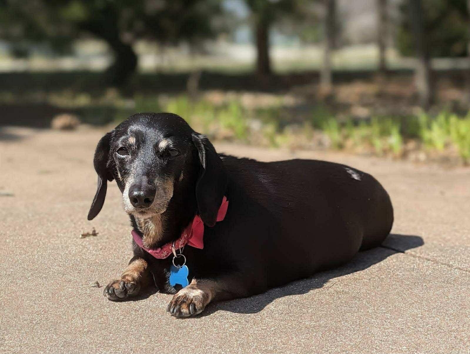 Enlarge Lilly, an adoptable Dachshund in Whitewater, WI image 6/6