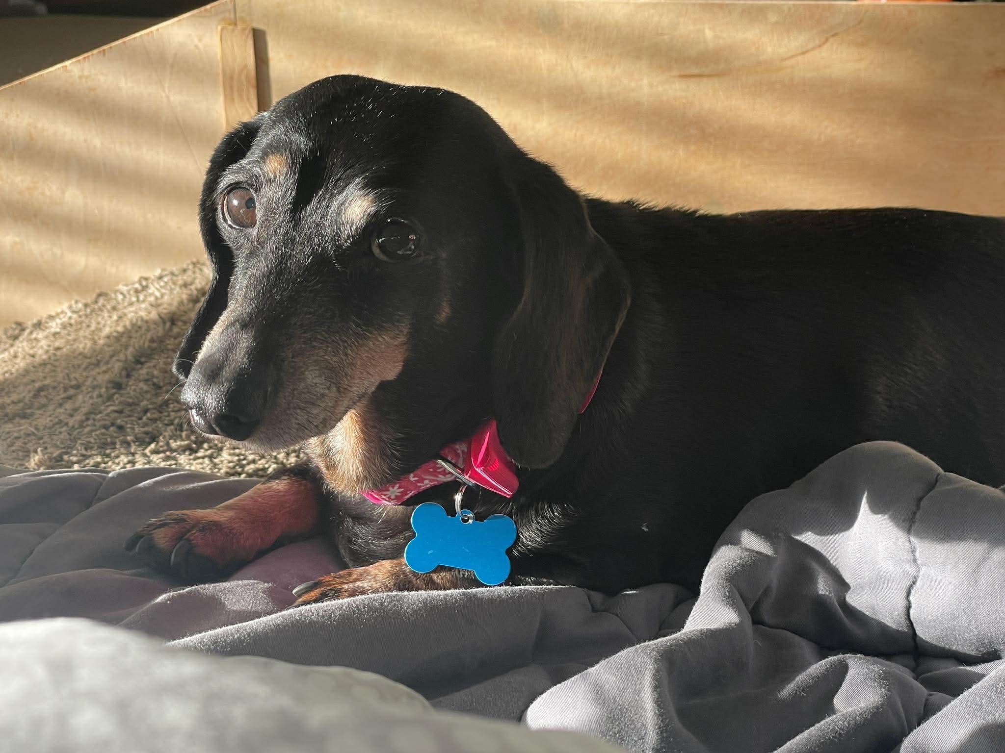 Lilly — thumbnail 3