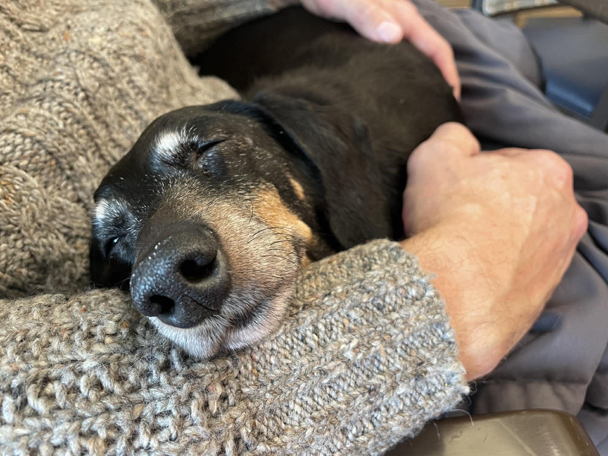 Enlarge Lilly, an adoptable Dachshund in Whitewater, WI image 4/5