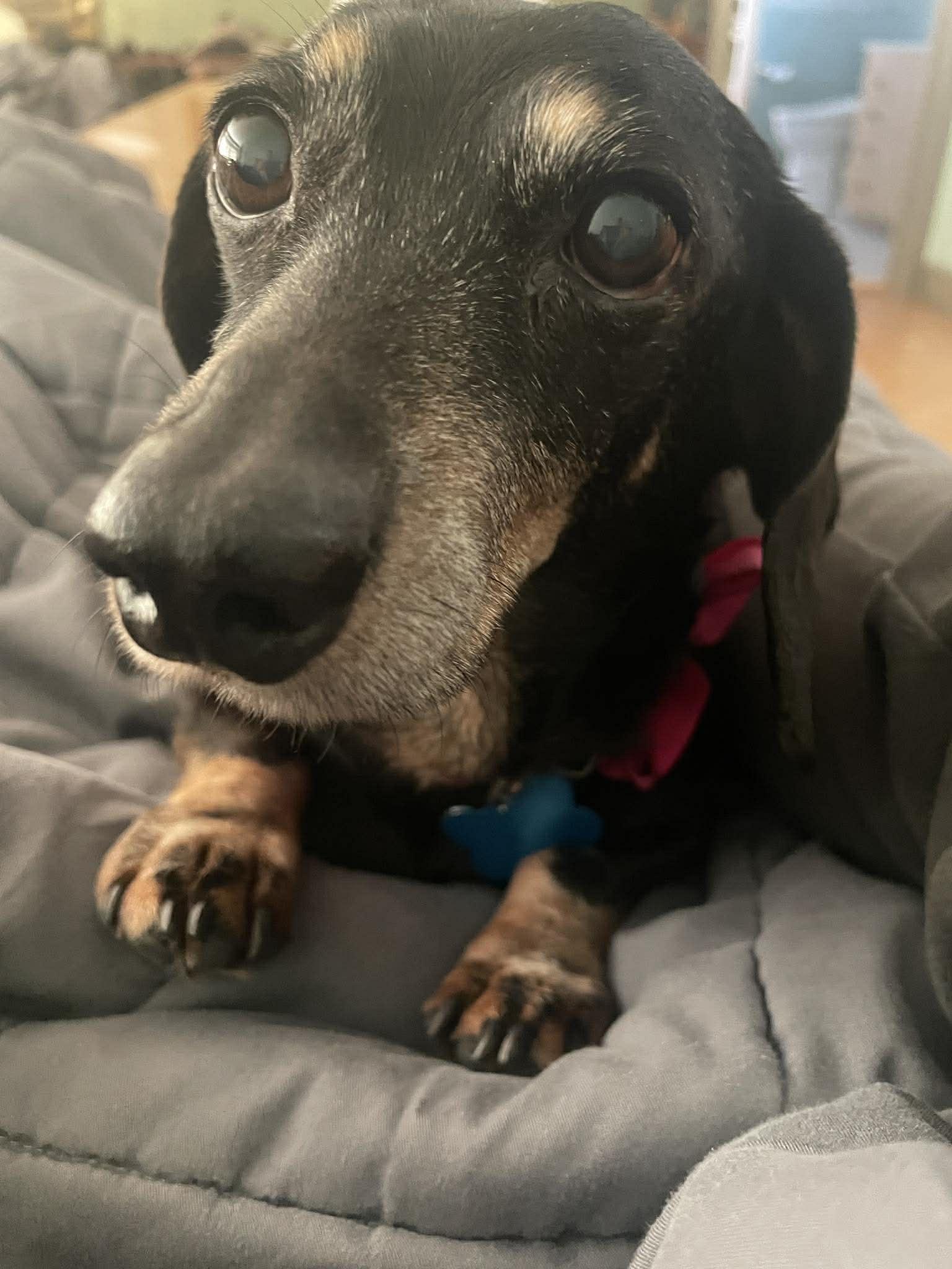Lilly, adoptable, Senior Female Dachshund.