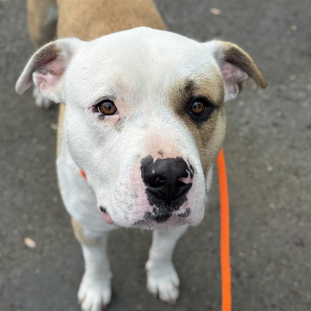 NIPSY, Adoptable, Young Male Pit Bull Terrier.