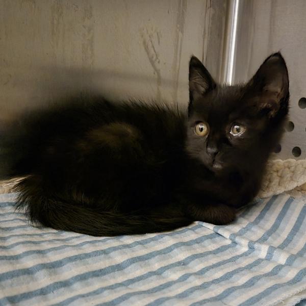 Sailor Moon, Adoptable, Kitten Female Domestic Medium Hair.