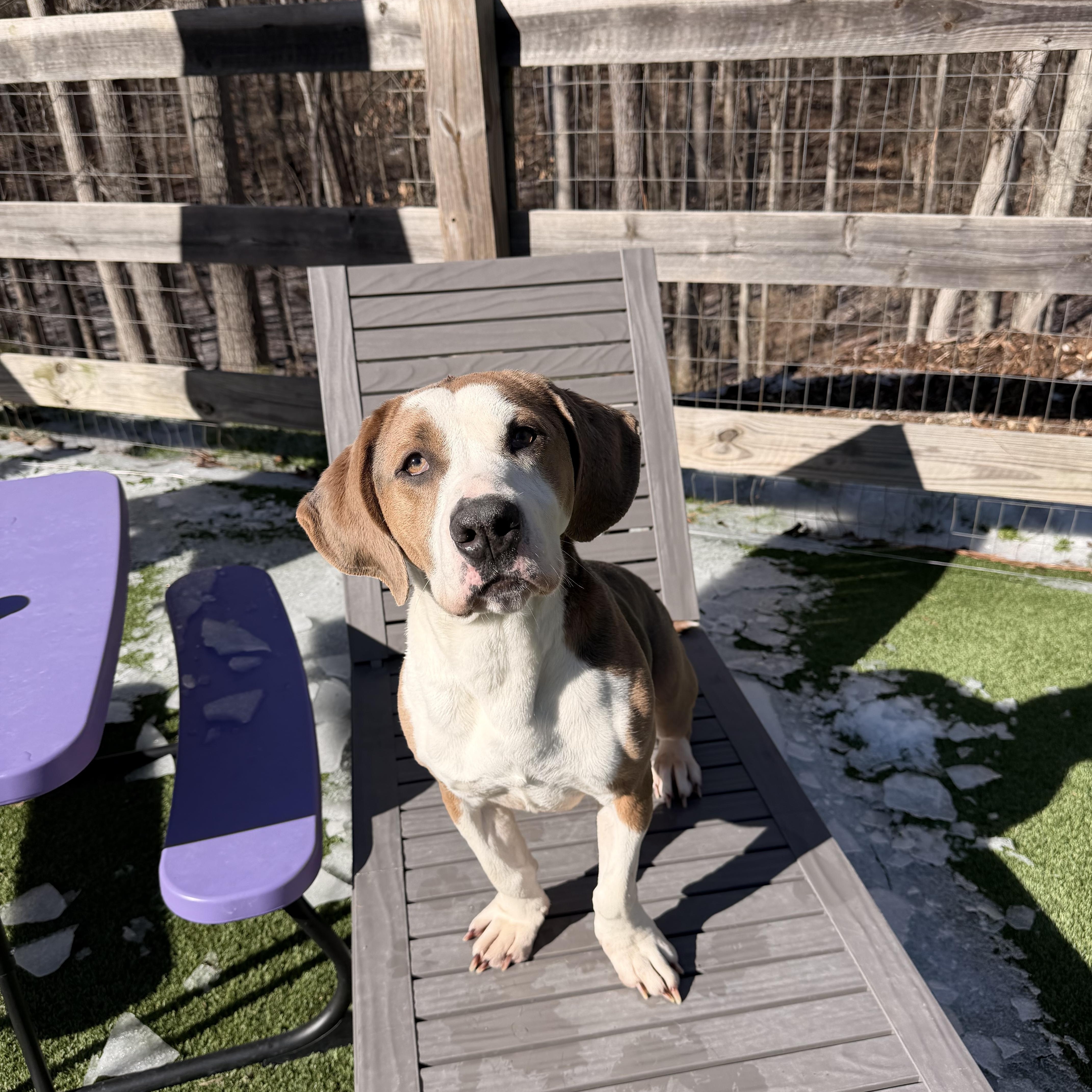 Bonnie , a ADOPTABLE mixed breed in Gainesville, GA image 5/6
